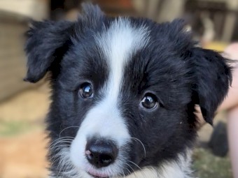 Border Collie Pup LAST ONE