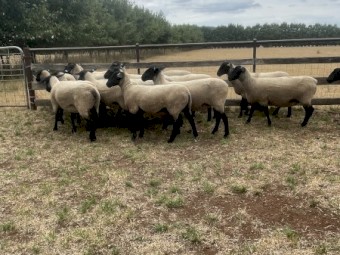Suffolk Ewes 