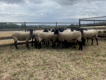 Suffolk Ewes 