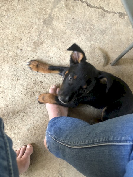 Kelpie x blue heeler pup - 2 boys left 