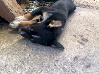 Kelpie x blue heeler pup - 2 boys left 