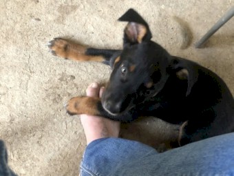 Kelpie x blue heeler pup - 2 boys left 