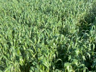 200mt Wheaten Lucerne Hay 650kg 8x4x3 Bales