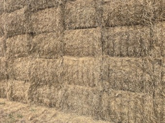 44mt Barley Straw 8x4x3 Bales