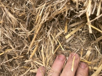 44mt Barley Straw 8x4x3 Bales