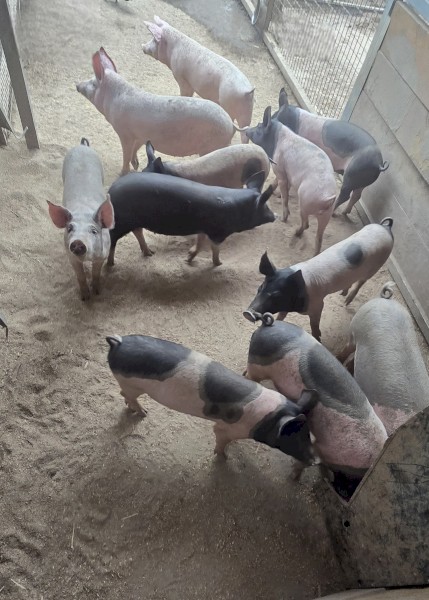6 Piglets for sales