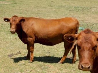 Red Angus for sale 