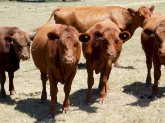 Red Angus for sale 