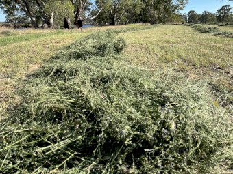 Lucerne A1 quality Round bales