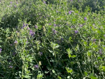 Lucerne A1 quality Round bales