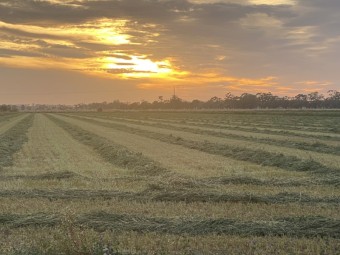 Lucerne A1 quality Round bales