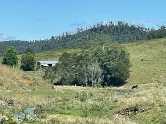 Cattle Agistment for approx 50 head