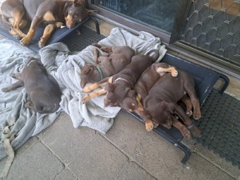 5 x Kelpie Pups