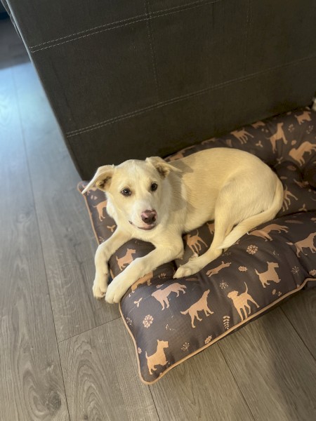 Kelpie x Border Collie pup