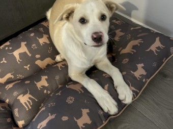 Kelpie x Border Collie pup