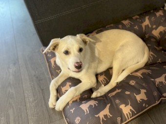 Kelpie x Border Collie pup