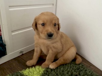 Beautiful golden retriever puppies 