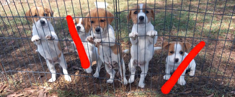 Pure Jack Russell male pups