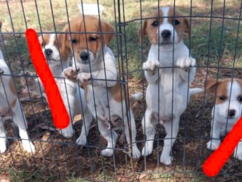 Pure Jack Russell male pups