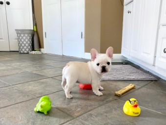 Female border Coolie Puppy