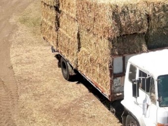 84mt Barley Hay 600kg 8x4x3 Bales