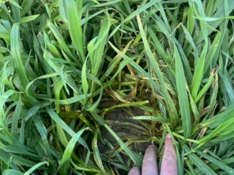 Graded and pickled dual-purpose Newton Barley seed 24 Crop Harvest