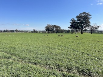 Graded and pickled dual-purpose Newton Barley seed 24 Crop Harvest