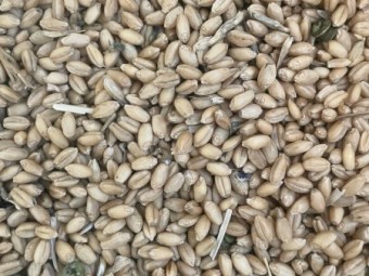 Sceptre Wheat  