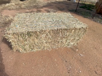 Canola Hay 