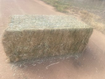 Canola Hay 