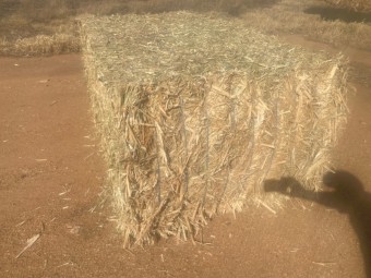 Canola Hay 