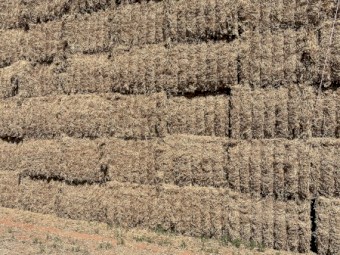 650mt Vetch Hay 630kg 8x4x3 Bales