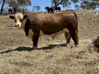 Poll Hereford Bulls