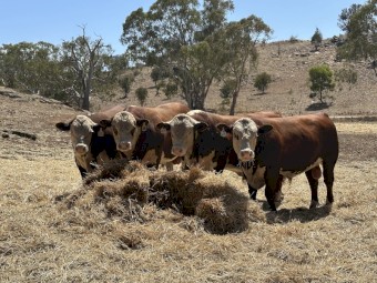 Poll Hereford Bulls