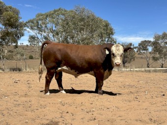Poll Hereford Bulls