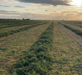 PRICE REDUCED Vetch Hay 560-580kg 8x4x3 Bales