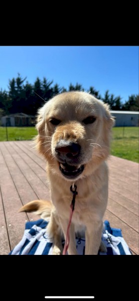 Golden Retriever / X Maremma