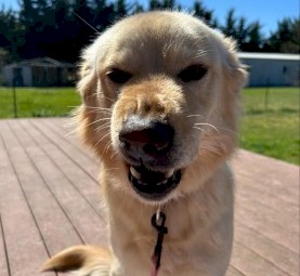 Golden Retriever / X Maremma