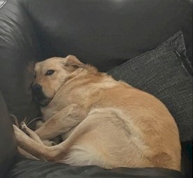 Golden Retriever / X Maremma