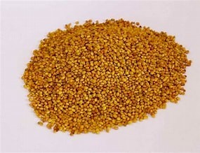 Berseem Clover Seed