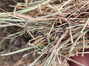 200 x Rhodes Pasture Hay 8x4x3 Bales