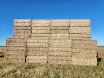 200 x Rhodes Pasture Hay 8x4x3 Bales