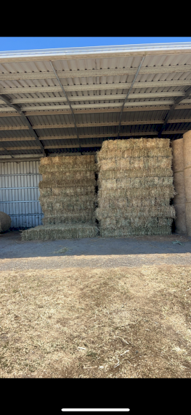360 x Barenburg Forage Oaten Hay Small Squares