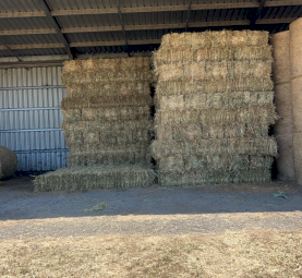 360 x Barenburg Forage Oaten Hay Small Squares