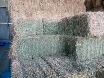 Grassy  Lucerne Hay Small Squares