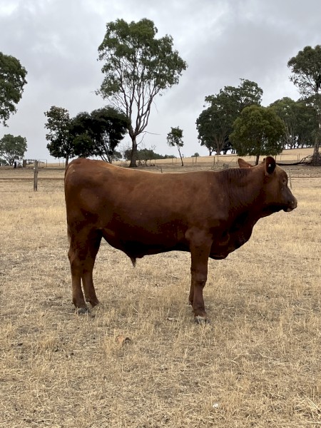 1 red angus bull. 2 years old