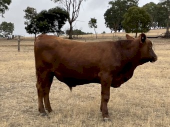 1 red angus bull. 2 years old