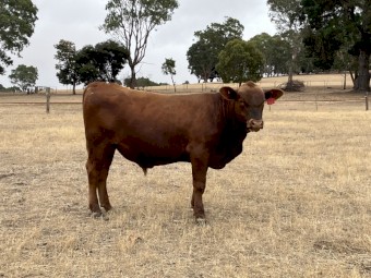 1 red angus bull. 2 years old