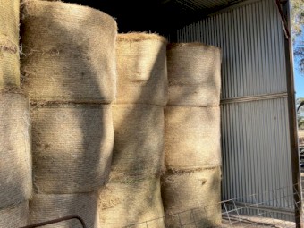 Rye and clover rolls