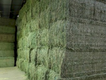 Q31  Lucerne Hay 8x4x3 Bales